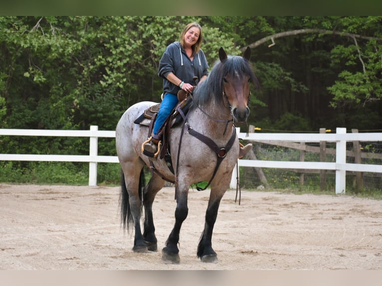 Draft Horse Giumenta 7 Anni 163 cm Baio roano in Middleboro