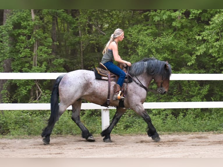 Draft Horse Giumenta 7 Anni 163 cm Baio roano in Middleboro