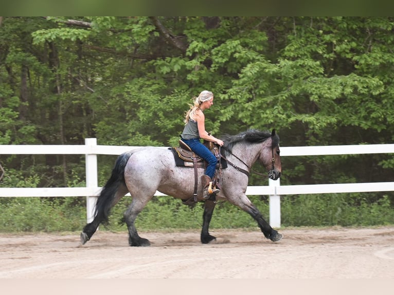 Draft Horse Giumenta 7 Anni 163 cm Baio roano in Middleboro