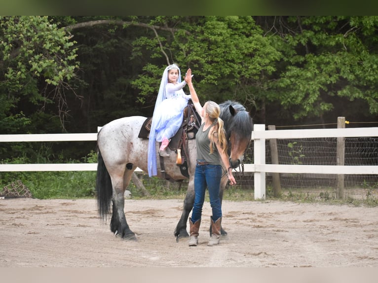 Draft Horse Giumenta 7 Anni 163 cm Baio roano in Middleboro