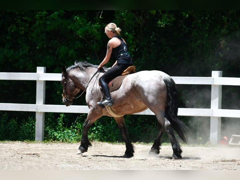 Draft Horse Giumenta 7 Anni 163 cm Baio roano in Middleboro