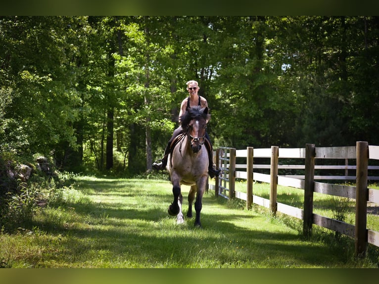 Draft Horse Giumenta 7 Anni 163 cm Baio roano in Middleboro