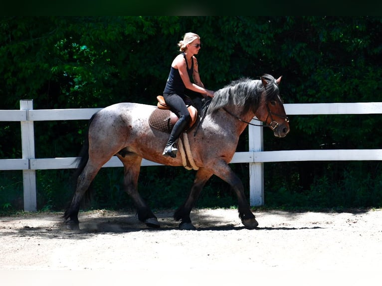 Draft Horse Giumenta 7 Anni 163 cm Baio roano in Middleboro