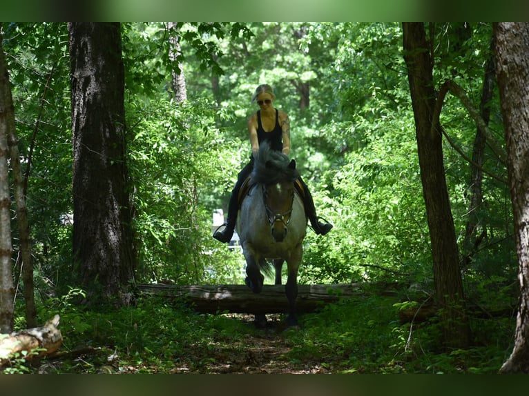 Draft Horse Giumenta 7 Anni 163 cm Baio roano in Middleboro