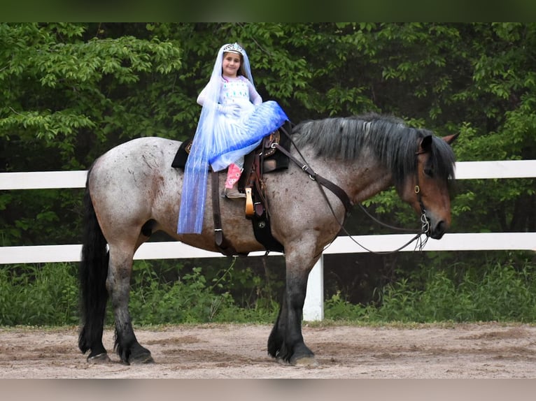 Draft Horse Giumenta 7 Anni 163 cm Baio roano in Middleboro