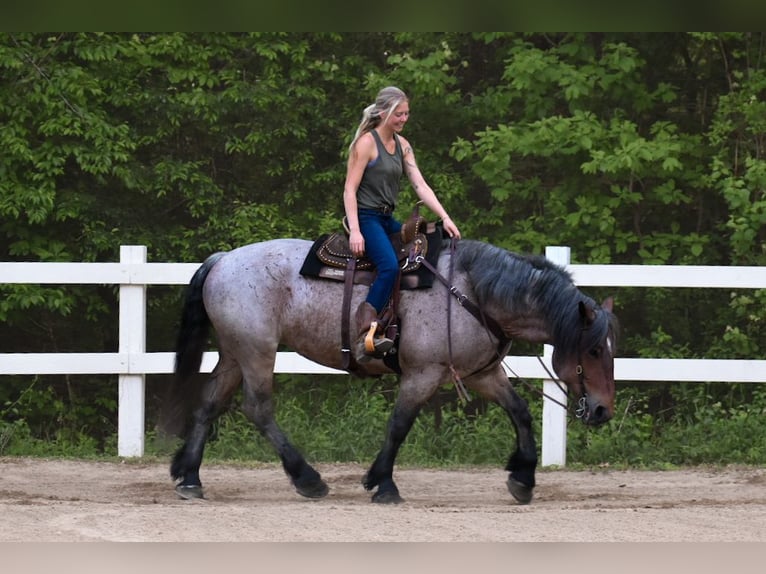 Draft Horse Giumenta 7 Anni 163 cm Baio roano in Middleboro