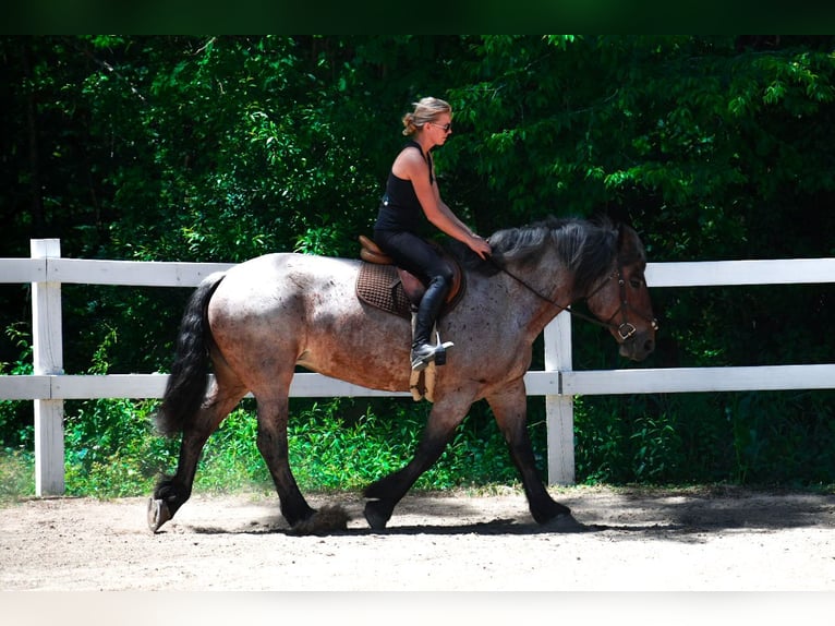 Draft Horse Giumenta 7 Anni 163 cm Baio roano in Middleboro