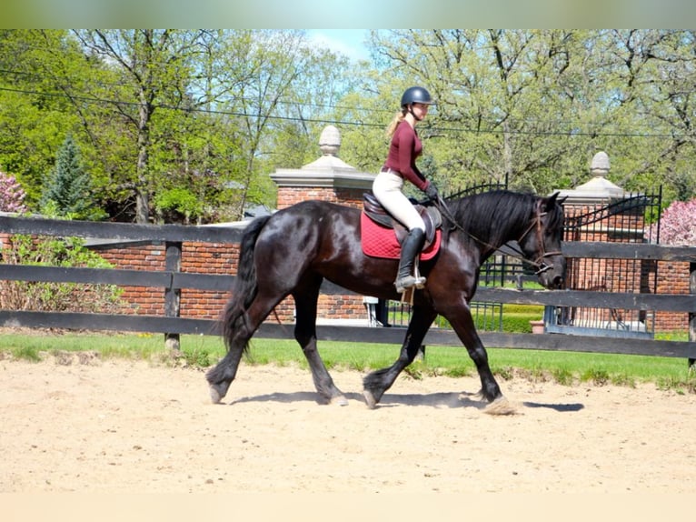 Draft Horse Giumenta 7 Anni 163 cm Morello in highland Mi