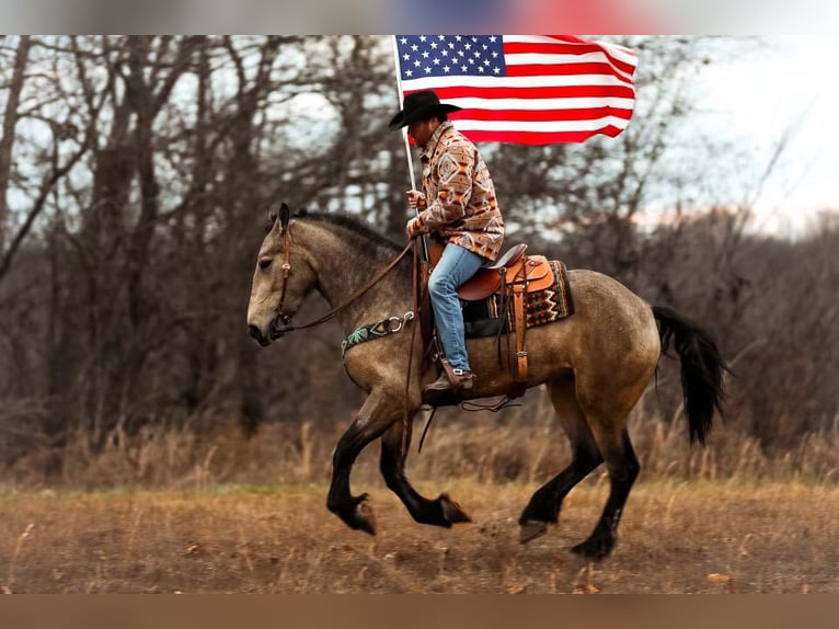 Draft Horse Giumenta 7 Anni 168 cm Pelle di daino in Santa Fe, TN