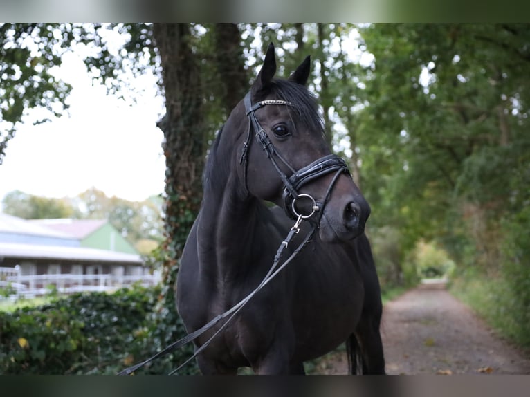 Draft Horse Mix Giumenta 7 Anni in Jever