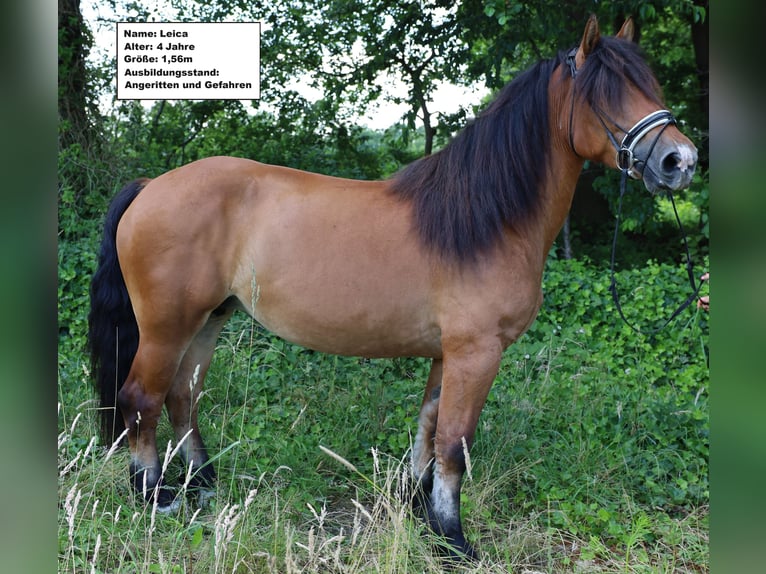 Draft Horse Mix Giumenta 7 Anni in Jever