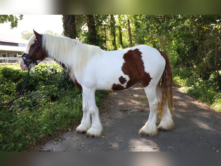 Draft Horse Mix Giumenta 7 Anni in Jever