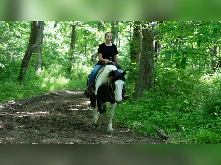Draft Horse Mix Giumenta 7 Anni Pezzato in Fredericksburg