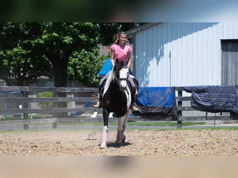 Draft Horse Mix Giumenta 7 Anni Pezzato in Fredericksburg