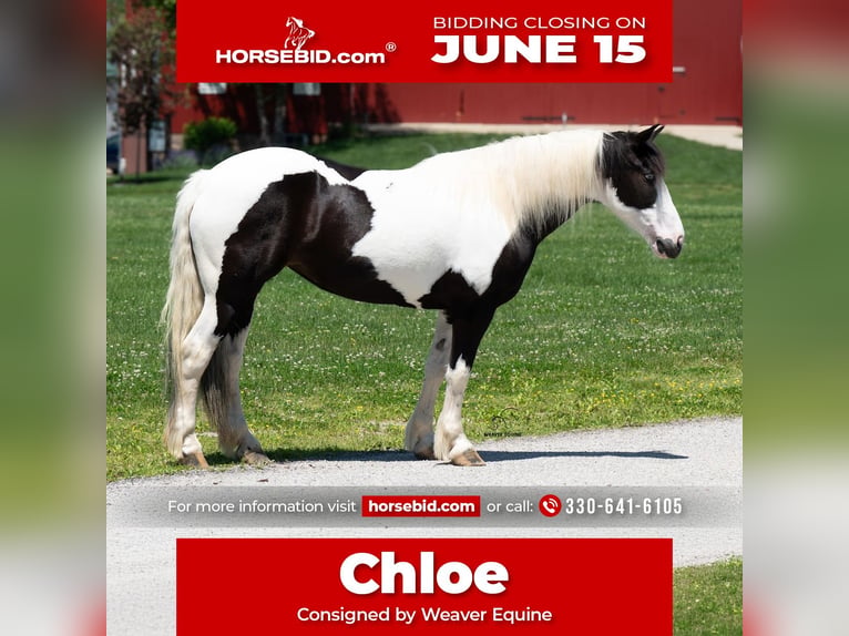 Draft Horse Mix Giumenta 7 Anni Pezzato in Fredericksburg