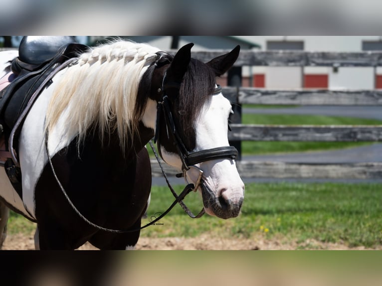 Draft Horse Mix Giumenta 7 Anni Pezzato in Fredericksburg