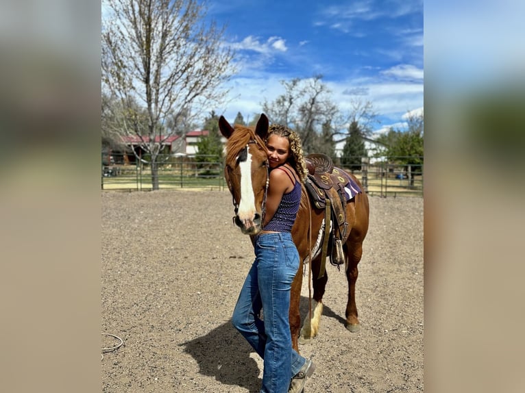 Draft Horse Mix Giumenta 8 Anni 157 cm Sauro ciliegia in Fort Collins