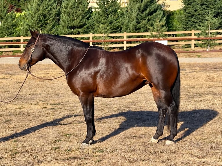 Draft Horse Giumenta 8 Anni Morello in King City