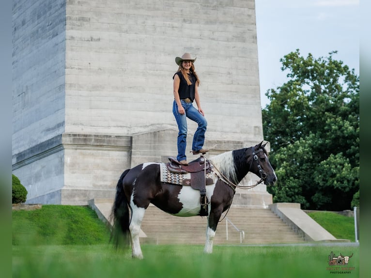 Draft Horse Mix Giumenta 8 Anni Pezzato in Elkton