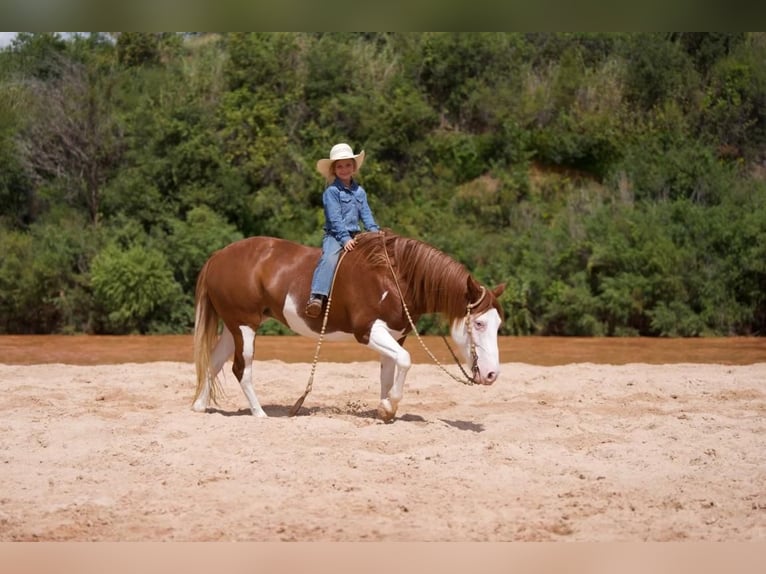 Draft Horse Mix Giumenta 9 Anni 132 cm Pezzato in Canyon