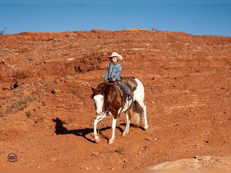 Draft Horse Mix Giumenta 9 Anni 132 cm Pezzato in Canyon