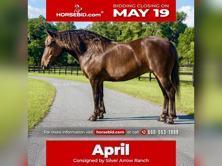 Draft Horse Mix Giumenta 9 Anni 137 cm in Morriston, FL