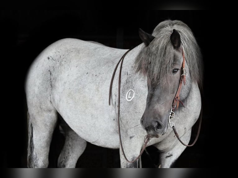 Draft Horse Mix Giumenta 9 Anni 152 cm Roano blu in Clarion