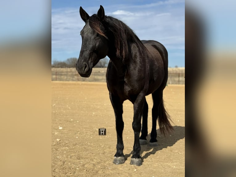 Draft Horse Giumenta 9 Anni 163 cm Morello in Weatherford TX