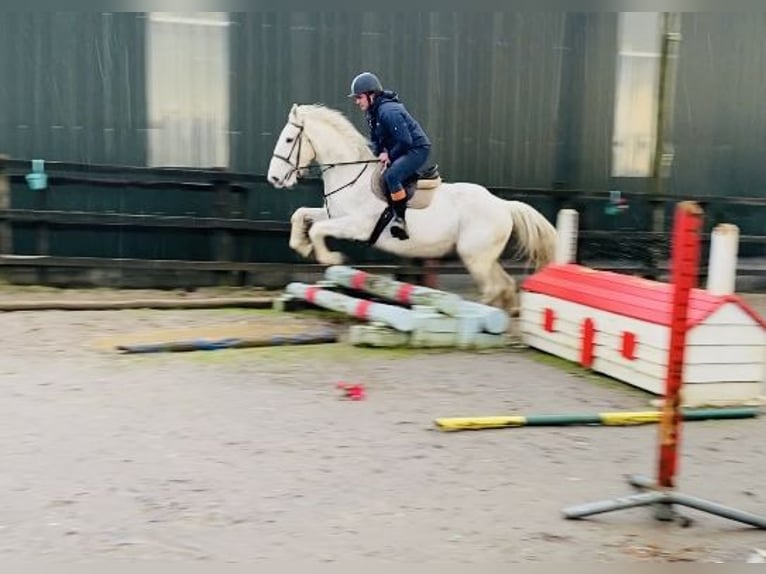 Draft Horse Giumenta 9 Anni 166 cm Grigio in Sligo