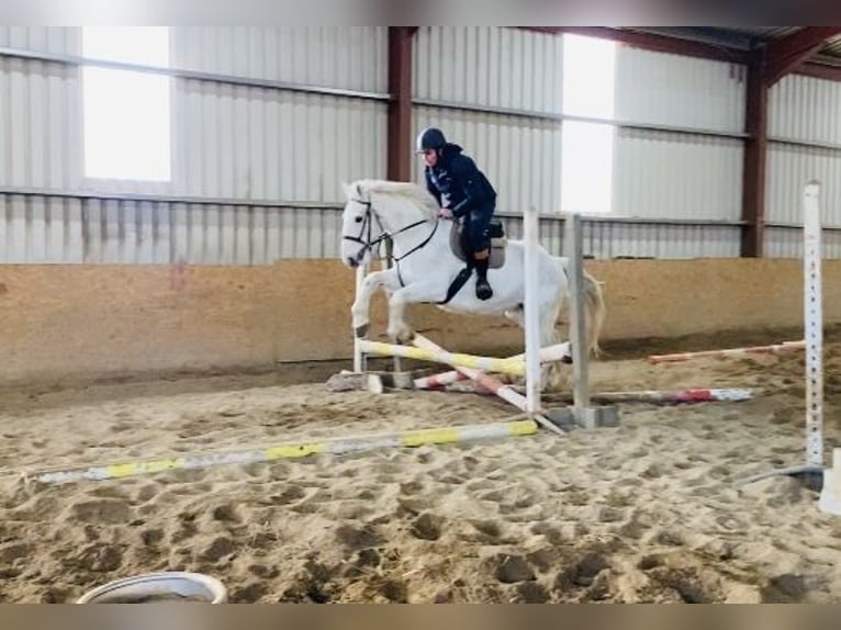 Draft Horse Giumenta 9 Anni 166 cm Grigio in Sligo