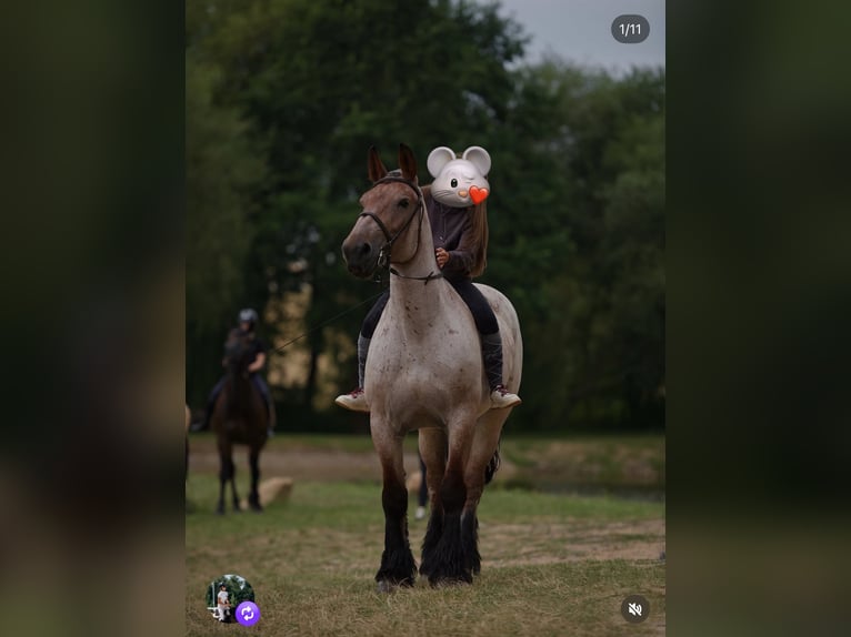 Draft Horse Giumenta 9 Anni 168 cm Baio roano in Prague