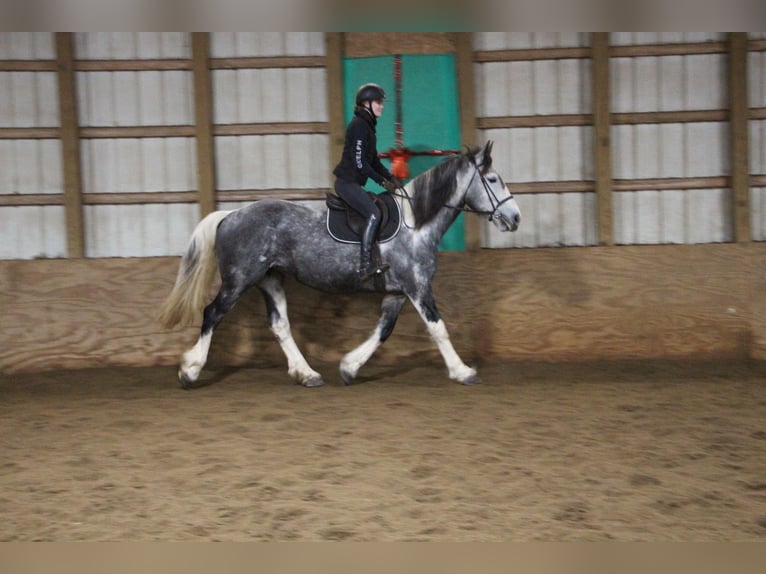 Draft Horse Giumenta 9 Anni 168 cm Tobiano-tutti i colori in Highland MI