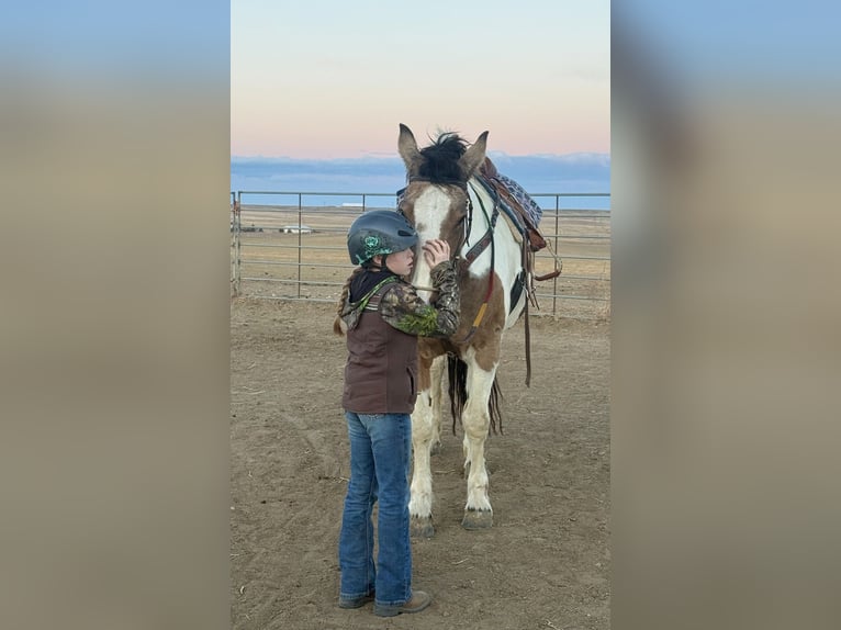 Draft Horse Mix Mare 10 years 16.1 hh Pinto in Fort Collins