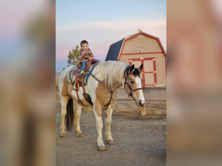 Draft Horse Mix Mare 10 years 16.1 hh Pinto in Fort Collins