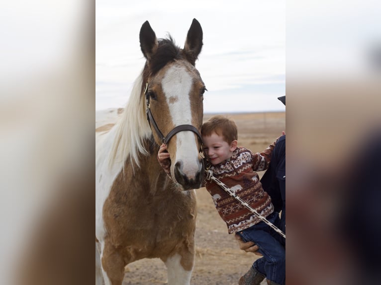 Draft Horse Mix Mare 10 years 16.1 hh Pinto in Fort Collins