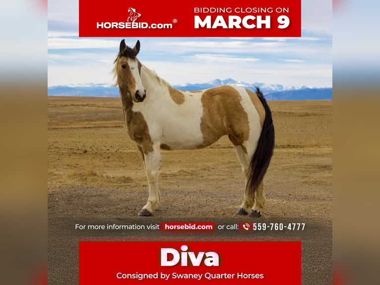 Draft Horse Mix Mare 10 years 16.1 hh Pinto in Fort Collins