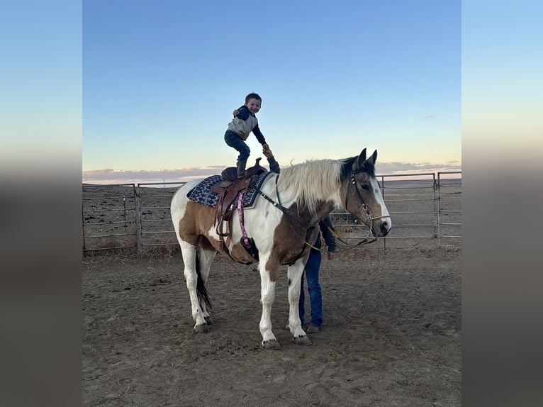 Draft Horse Mix Mare 10 years 16.1 hh Pinto in Fort Collins