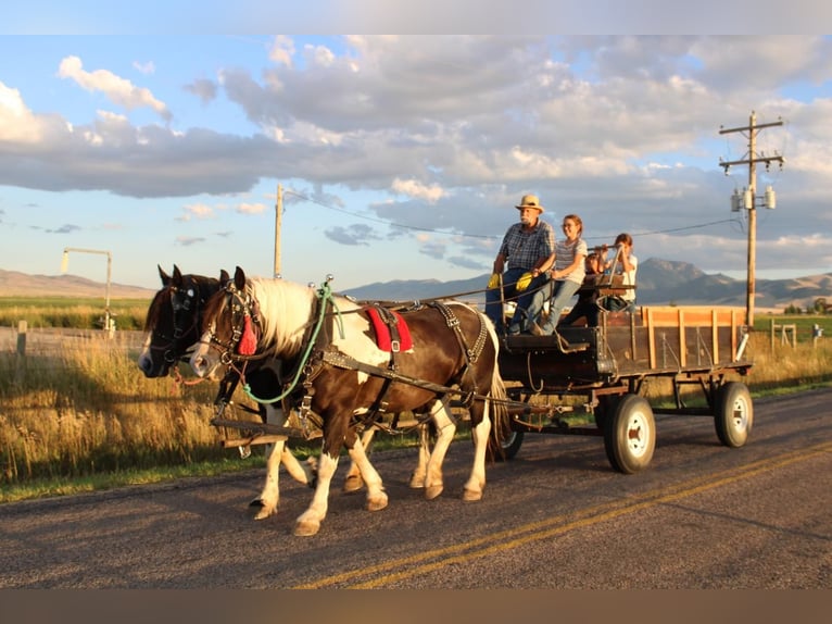 Draft Horse Mare 10 years 16 hh Black in Dillon, MT