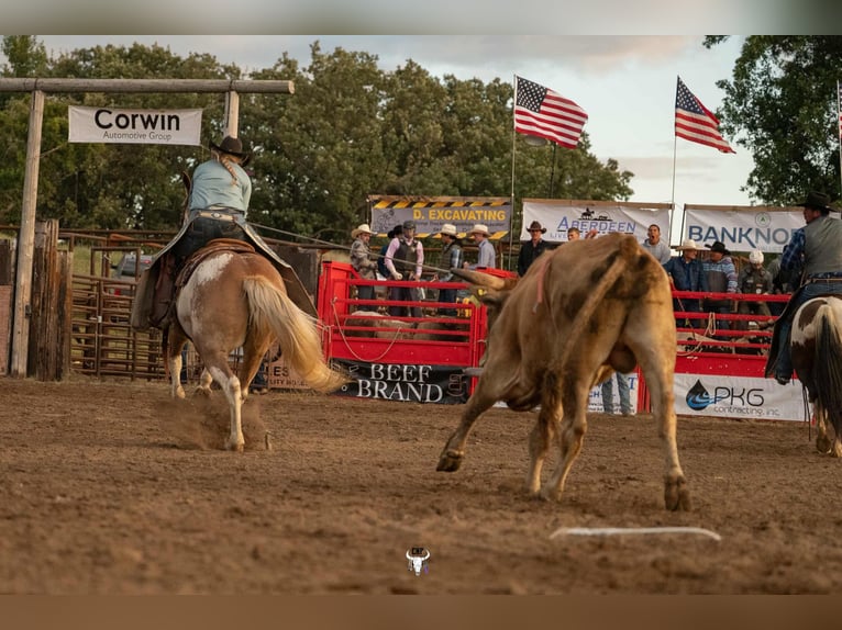 Draft Horse Mix Mare 10 years 16 hh Sabino in Hastings