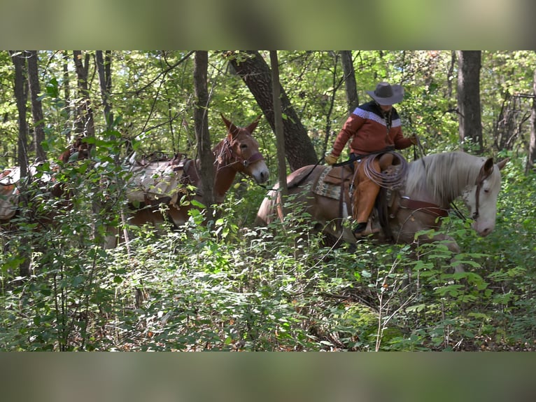 Draft Horse Mix Mare 10 years 16 hh Sabino in Hastings
