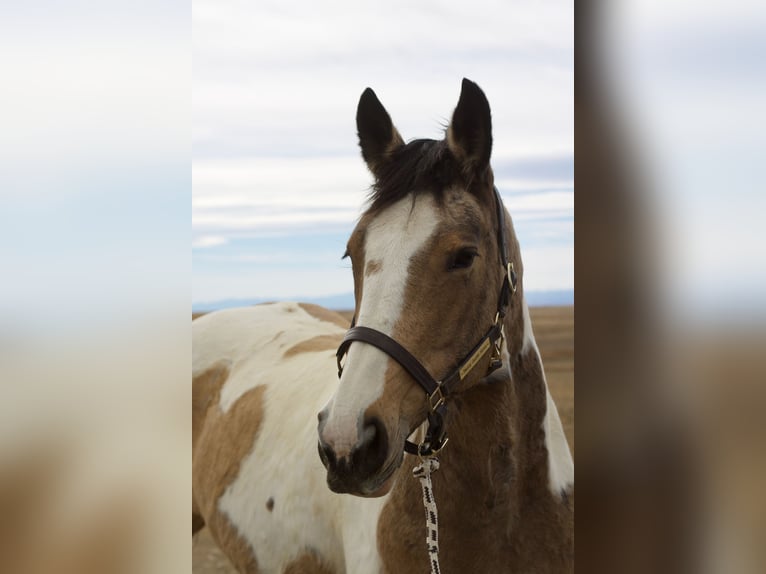 Draft Horse Mix Mare 10 years 16,1 hh Pinto in Fort Collins