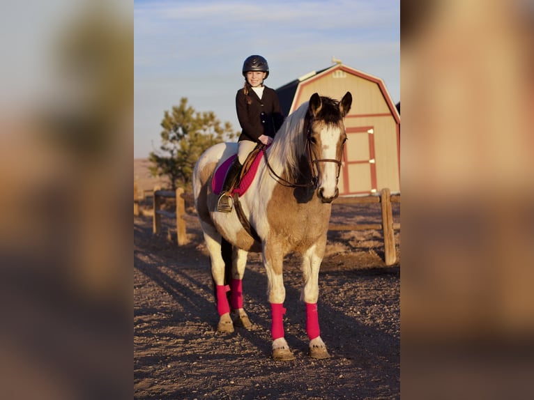 Draft Horse Mix Mare 10 years 16,1 hh Pinto in Fort Collins
