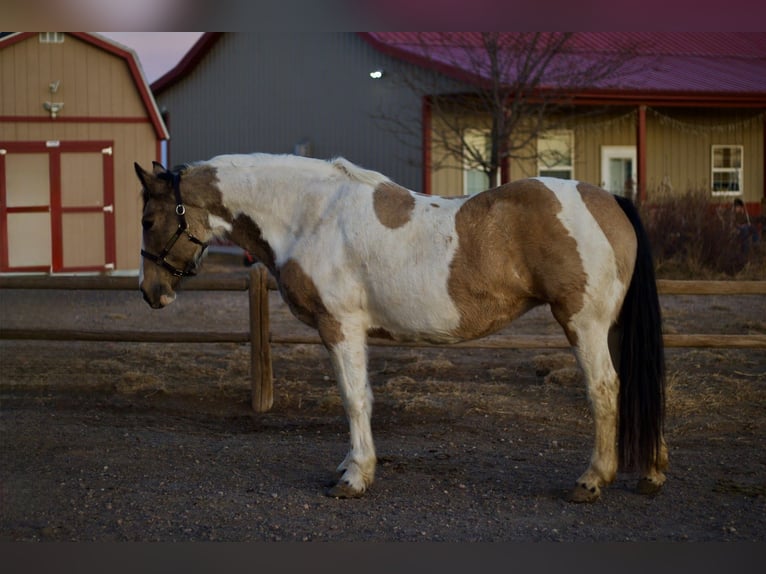 Draft Horse Mix Mare 10 years 16,1 hh Pinto in Fort Collins
