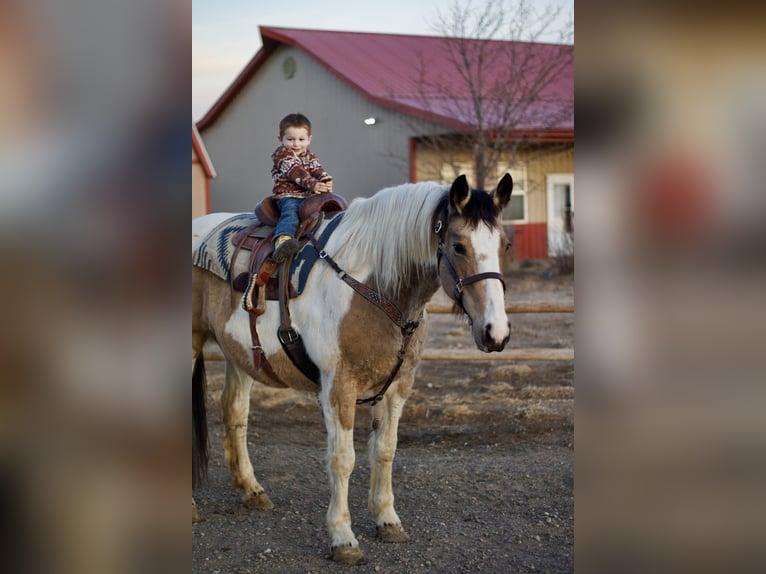 Draft Horse Mix Mare 10 years 16,1 hh Pinto in Fort Collins