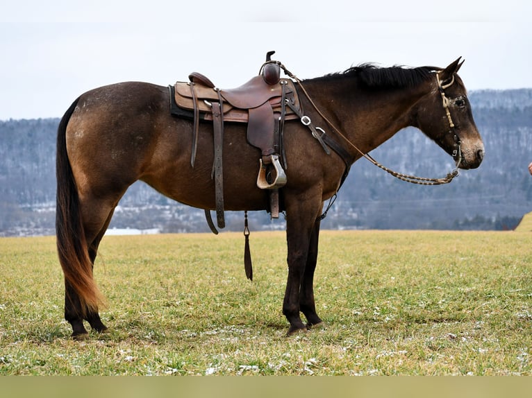 Draft Horse Mix Mare 11 years 15,3 hh Bay in Rebersburg