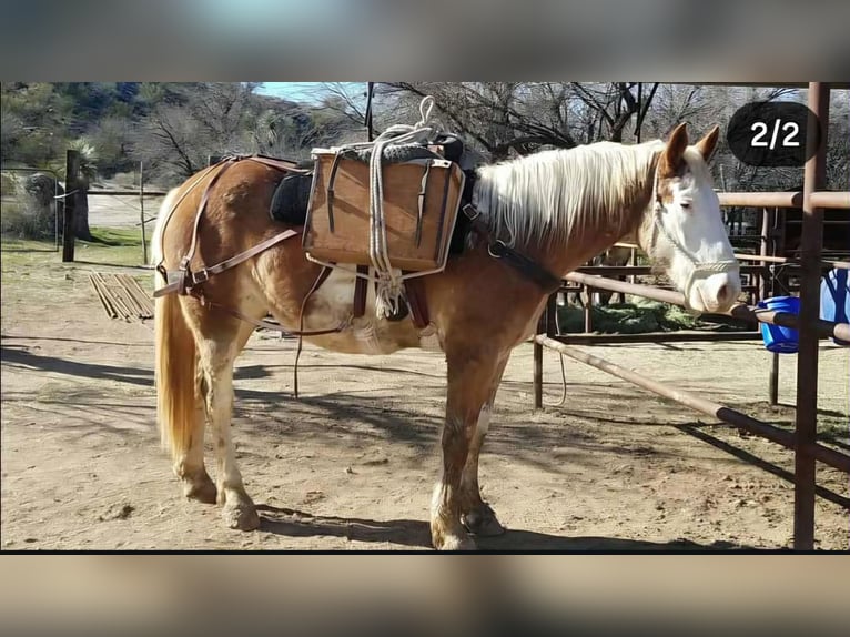 Draft Horse Mix Mare 11 years 16 hh Sabino in Hastings