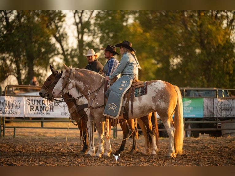 Draft Horse Mix Mare 11 years 16 hh Sabino in Hastings