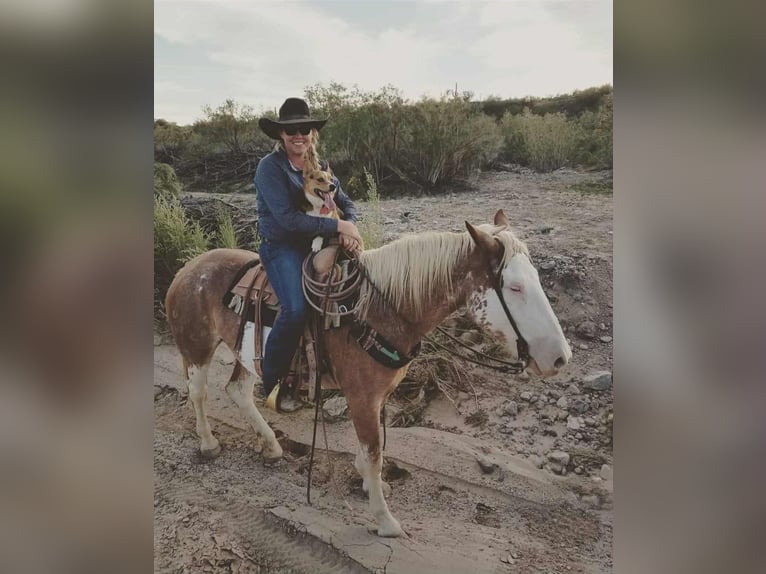 Draft Horse Mix Mare 11 years 16 hh Sabino in Hastings