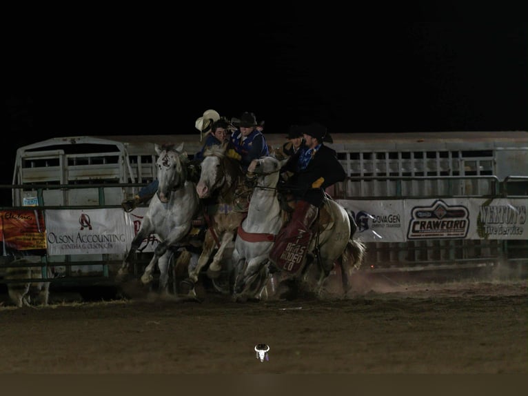 Draft Horse Mix Mare 11 years 16 hh Sabino in Hastings