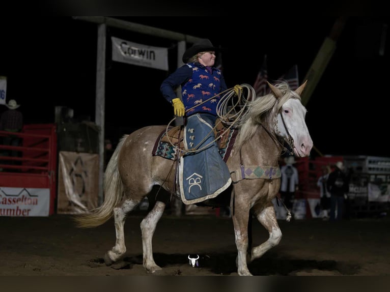 Draft Horse Mix Mare 11 years 16 hh Sabino in Hastings